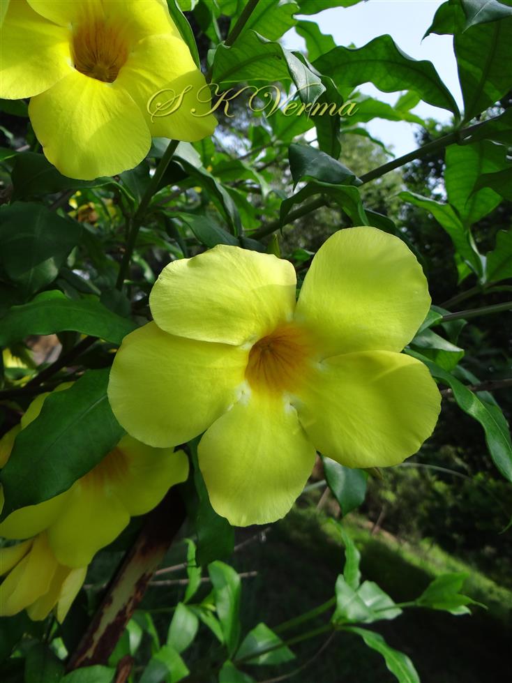  Flowers